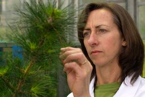 Hort Research scientist Louise Malone's research has included possible effects of GM pine trees on insects.