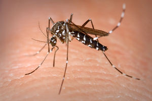 Asian tiger mosquito. Photo / James Gathany