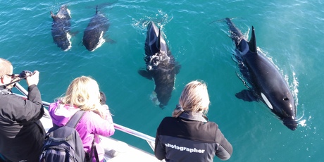 Passengers on a Hole in the Rock cruise yesterday were joined by a pod of orca, including this large male and two young. The third orca from the left is munching on a stingray. Photo/Lawrence Hamilton