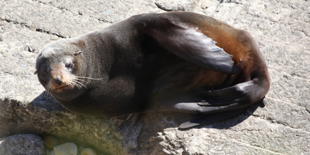 The attack by the fur seal on the New Plymouth coastal walkway at 8.15am yesterday left a trail of blood. Photo / Glenn Jeffrey