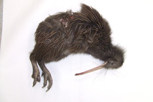 Department of Conservation staff are puzzled as to how a nationally endangered kiwi of South Island origin came to be found dead in the North Island town of Otaki. Photo / DoC