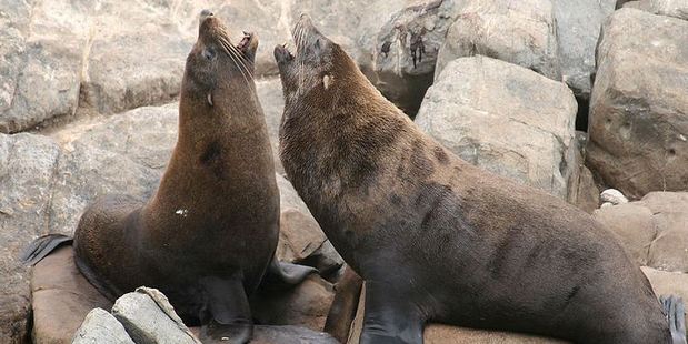 Seals have huge teeth and can have a very nasty bite and can carry diseases, Department of Conservation Partnerships manager Ngamotu New Plymouth Darryn Ratana says. Photo / file