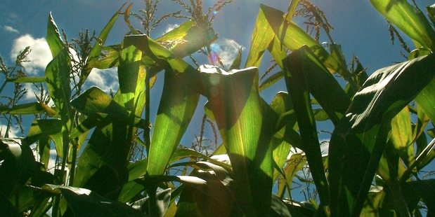 Allowing new food-growing methods without considering how GM-sensitive markets like Europe will react could risk valuable exports. Picture / APN