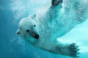 Photo / Thinkstock