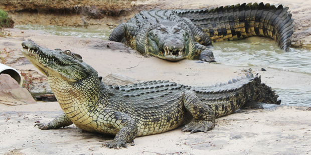 Saltwater crocs at Koorana Crocodile Farm, Coowonga, Central Qld. Photo / Rod Emmerson