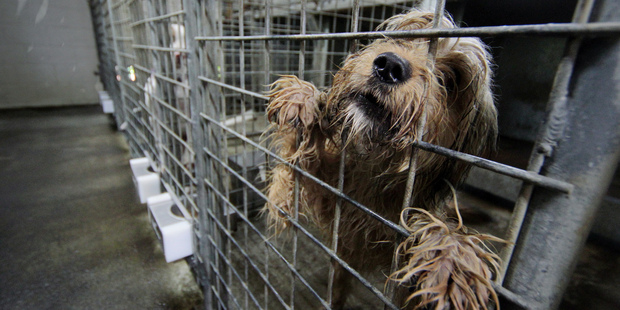 In fact, a lot of time, dogs are a distinct negative to a council. It is right and proper that dog owners pay for the privilege of having their "weight" on a community.