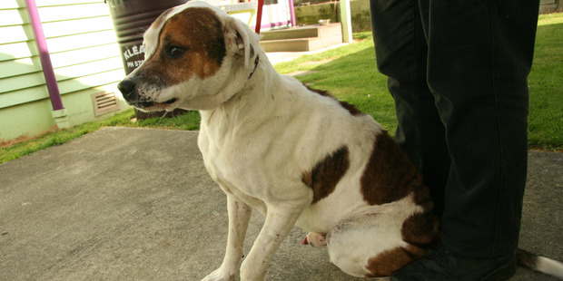 Brodie, an adult male bull mastiff cross was subjected to an illegal surgery after it sustained a crushed paw fighting a neighbour's dog.