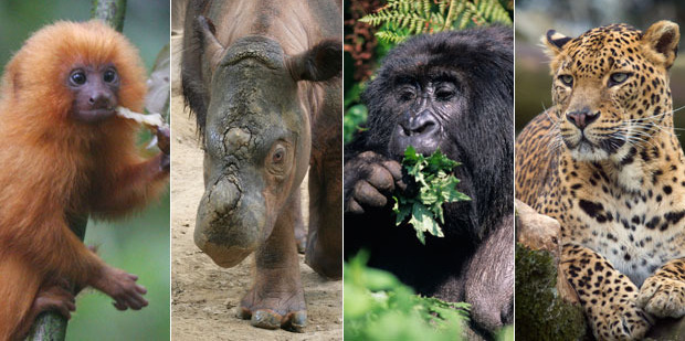 Almost extinct: The baby golden lion tamarin, Sumatran rhinoceros, mountain gorilla and Amur leopard. Photos / Thinkstock, AP
