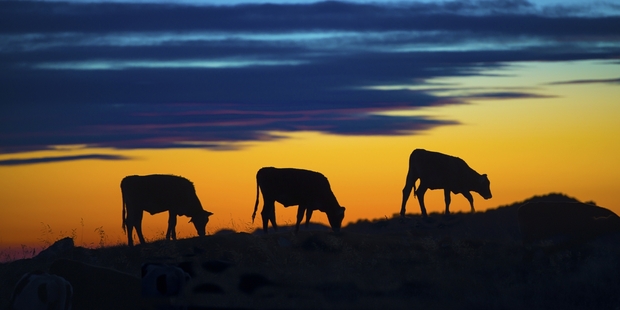 There is no way at this stage to mitigate methane emissions other than by shooting cows. Photo / Getty Images