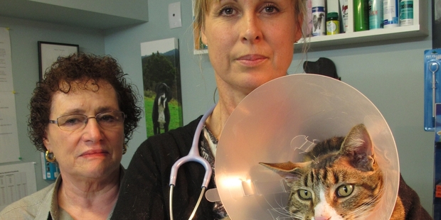 HEAD SHOT: Lorraine Blignaut with Paihia vet Natalie Struthers and Tigger the cat, recovering from surgery after being shot in the head with an airgun. PHOTO/PETER DE GRAAF
