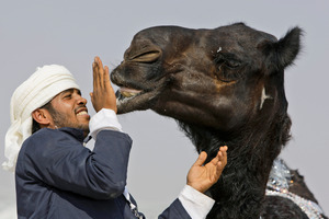 Strong new evidence suggests MERS spreads from camels to people. Photo / AP
