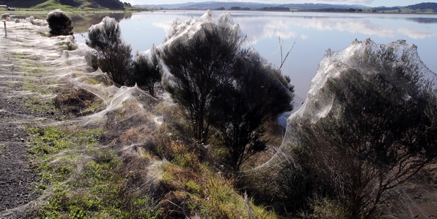 Spectacular spider webs near Hikurangi.
