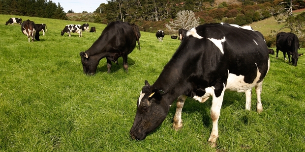 Dairy products account for nearly 30 per cent of the country's merchandise exports by value. Photo / Brett Phibbs