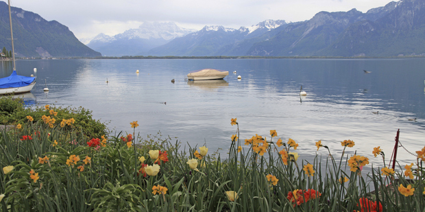 'All at once I saw a crowd, a host of dancing daffodils, along the Lake, beneath the trees' - William Wordsworth