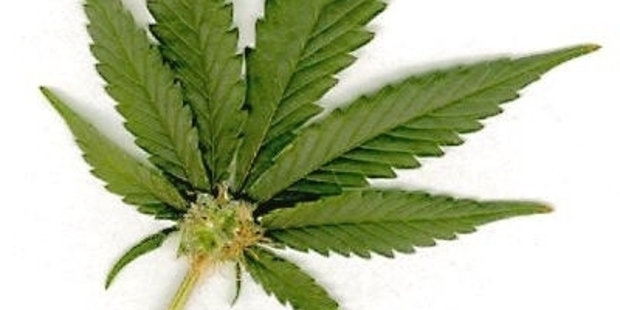 Smokers of cannabis are about 2.6 times more likely to have a psychotic episode than non-smokers.
