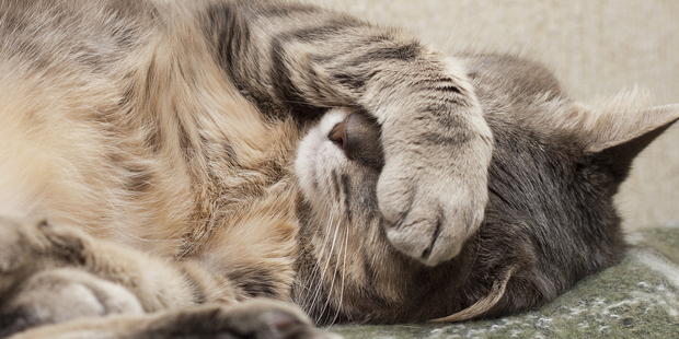 Photo / Thinkstock