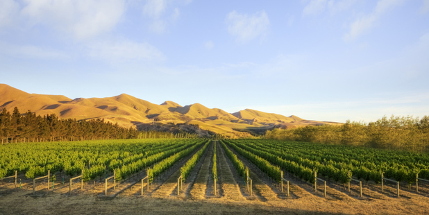 Nearly all of New Zealand's vineyards meet some kind of voluntary sustainability standard - but some go much further than others. Photo / Getty Images
