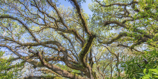 Photo / Thinkstock