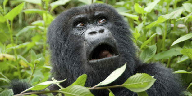 Virunga park is home to 3,000 species including endangered gorillas. Photo / Thinkstock