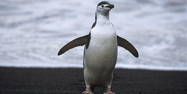Chinstrap Penguin. Photo / Thinkstock