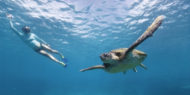 Tourism operators fear port expansion will affect water quality further. Photo / Tourism Queensland