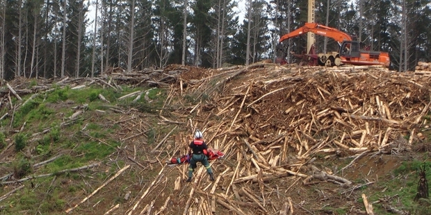 Nearly 100 forestry workers have been seriously injured in Northland in the past six years and one person has died. Photo/Supplied