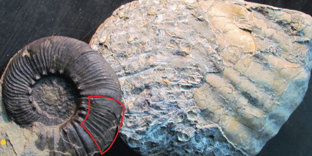 A large fossilised ammonite is pictured here at the rear, compared with a smaller ammonite fossil. The area outlined in red on the smaller specimen indicates the section discovered in Hawkes Bay.