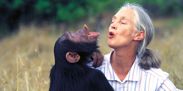 Dr.Jane Goodall with orphan chimpanzee Uruhara at the Sweetwaters Sanctuary in Kenya. Photo / Michael Neugebauer