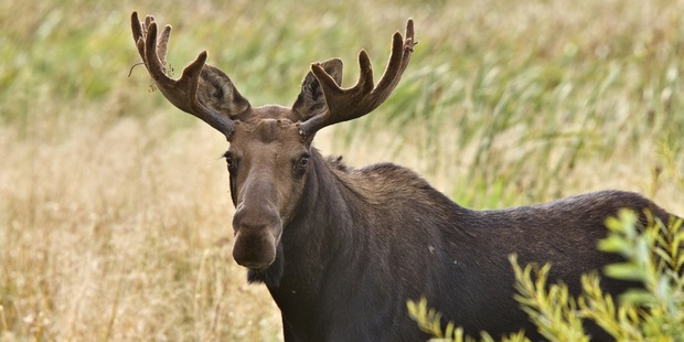 Alaska is thriving with wildlife.