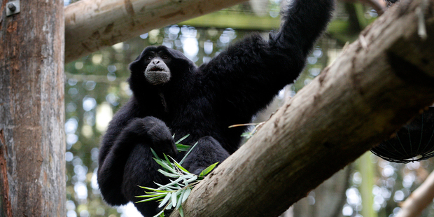The transition in facial structure from apes to early hominins had previously been explained largely by the need to chew on nuts and other hard foods that needed crushing. Photo / Sarah Ivey