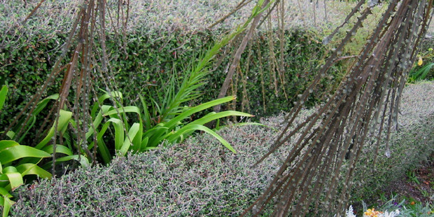 How, when and how often you prune or trim your hedge will depend on a number of factors.