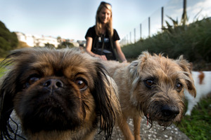 Olivia Howarth from Pets & Pats, a mobile doggie day care company, with some of the dogs she looks after. Photo / Brett Phibbs