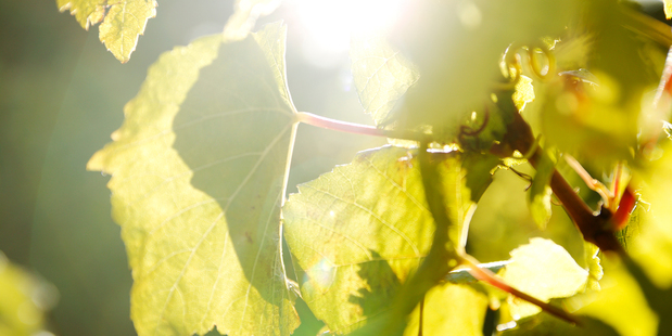 Climate change is opening up new areas for viticulture, and New Zealand should be looking to expand its industry. Photo / Chris Lewis.