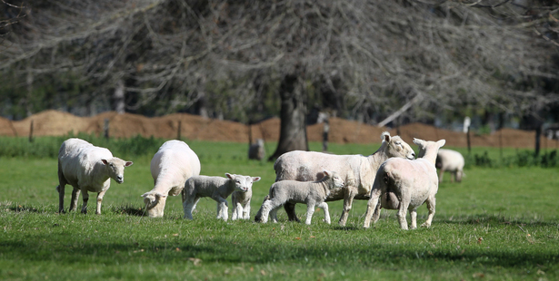 Rising Asian demand for red meat was putting pressure on a contracting global supply, said the Ministry of Primary Industries. Photo / APN