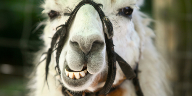 The farmers at Greenmount Llamas are passionate about their beasts and the picturesque King Country. Photo / Warren Buckland