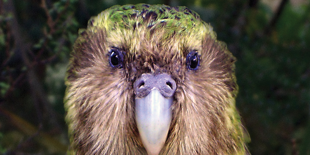 Wild male kakapo Sirocco was born on Stewart Island.
