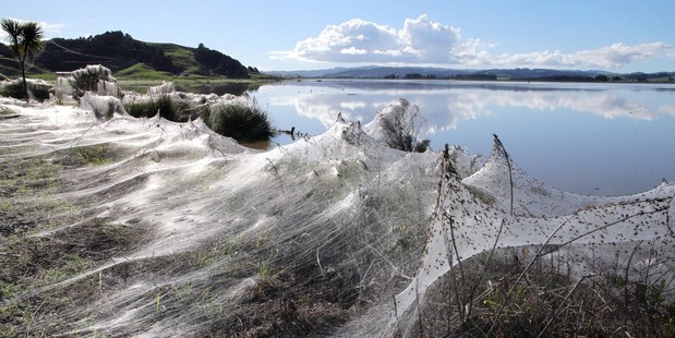 Millions of spiders on the move across the Hikurangi Swamp on Jordan Valley road. Photo / John Stone
