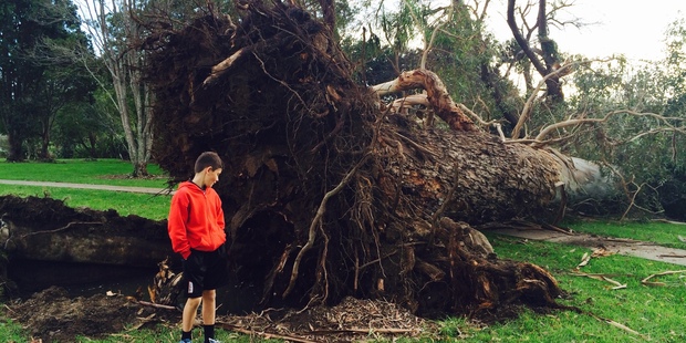 Oscar Burke, 11, next to a massive tree which fell at Seddon Fields in Auckland last night. Photo / Louise Smith