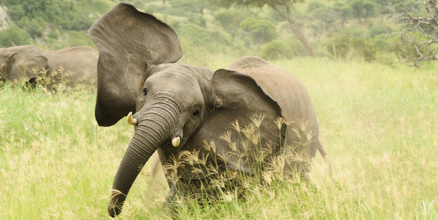 Communities living inside the park are also willing to tell poachers where to find the elephants because the animals destroy their crops. Photo / File / Thinkstock