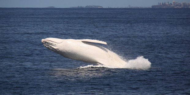 White whale Migaloo off the Gold Coast in 2012. Photo / AAP