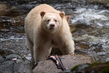 The environment of Kermode bears would be at risk from oil spills. Photo / AP