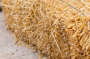Photo / Thinkstock