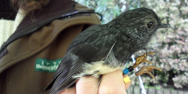 A volunteer holds one of the freshly caught and banded toutouwai, or North Island robin. Photo / Richard Robbins