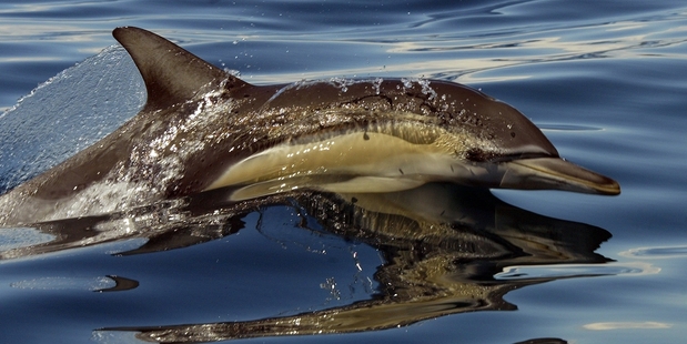 Our oceans are globally significant for the marine life they contain. Photo / Glenn Jeffrey
