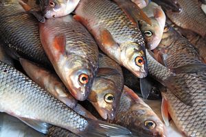 People rarely thought about fish other than as food or pets - expert.
Photo / 123RF