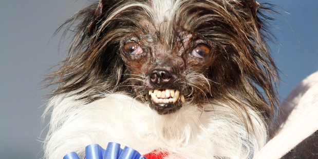 Peanut, a strong contender and deserving winner of the Ugly Dog Contest. Photo / AP