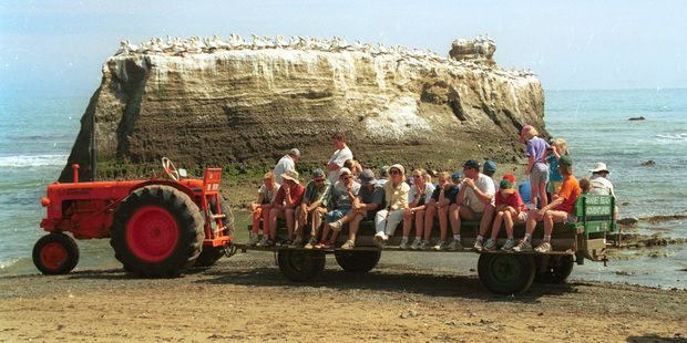 Watch gannets from a tractor at Cape Kidnappers. Photo / Hawkes Bay Today