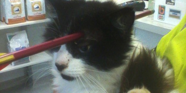 Moomoo the cat, who was shot in the head with a crossbow bolt late last year.