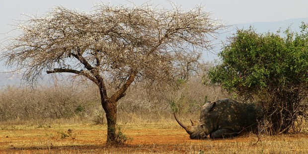 A white rhino bull dozes in the heat near Cape Vidal, South Africa. Photo / Pamela Wade