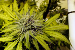 The passenger of a car was searched and was found to be holding 23 grams of marijuana in the folds of his stomach fat. Photo / AP